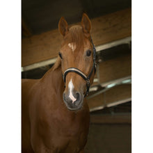 Load image into Gallery viewer, Leather headcollar rose gold detail