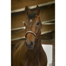 Load image into Gallery viewer, Leather headcollar rose gold detail