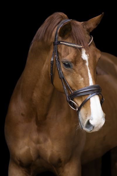 Imperial riding fria bridle