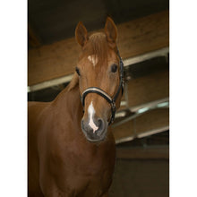 Load image into Gallery viewer, Leather headcollar rose gold detail
